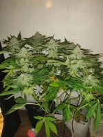chocolate mint og.webp