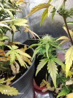 Plant15023.webp