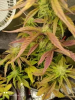 Plant15022.webp