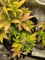plant 15021.webp