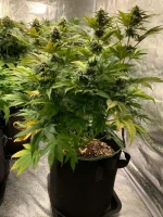 GSC 1.webp GSC 1.webp