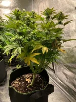 GSC 2.webp GSC 2.webp