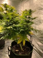 GSC 3.webp GSC 3.webp