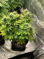 GSC 4.webp GSC 4.webp