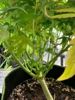 GSC 5.webp GSC 5.webp