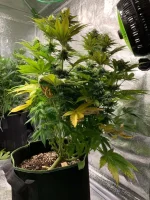 GSC 6.webp GSC 6.webp