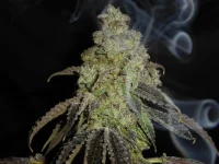 M134+Smoke.webp