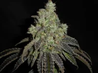 M134-B d70,,...webp