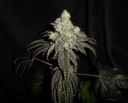 M134-B d70.....webp