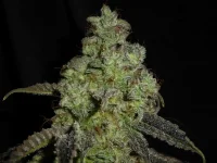 M134-B d70;;.webp