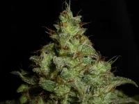 M134.webp