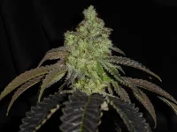 M134-B d70;;;.webp