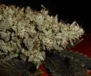 M134bb d75....webp