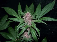 BlackRose.webp