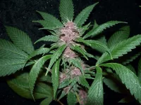BlackRose..webp