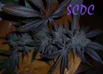 Madd SCDC.webp