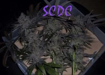Madd SCDC..webp