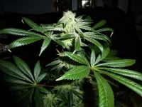 SCDC X Blueberry-1.webp