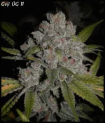 Goji 11 90jrs - 5.webp