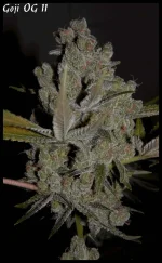 Goji 11 90jrs - 6.webp