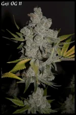 Goji 11 90jrs - 7.webp