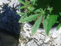 20150617_152615.webp 20150617_152615.webp