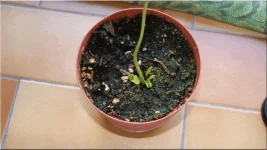 Dionée attrape mouche.webp