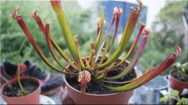 Sarracenia.webp