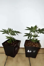test-pot-cro.webp