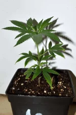 test-pot-cro-sans.webp