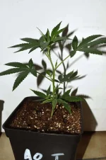test-pot-cro-test.webp