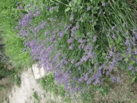20150618_192443.webp