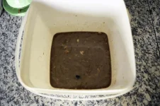 test-fish3.webp