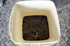 test-fish4.webp