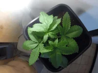 GOPR1466.webp GOPR1466.webp