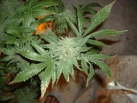 DSCN0027.2.webp