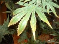 DSCN0029.2.webp