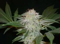 Firestarter1....webp