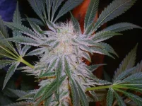 Firestarter1...webp