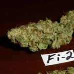 fi.webp