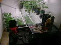 VegRoom.webp VegRoom.webp