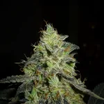 Mix-M20.....webp