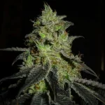 Mix-M20...webp