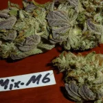 Mix-M6.webp