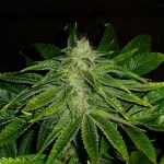 Mix-M81 (1).webp