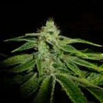 Mix-M81 (2).webp