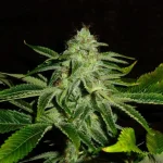 Mix-M81 (3).webp