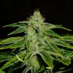 Mix-M81 (5).webp