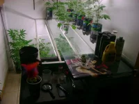 Vegroom.webp