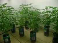 Vegroom....webp